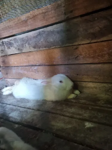 Coelho com 8 meses á venda