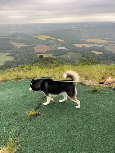 Husky siberiano adulto