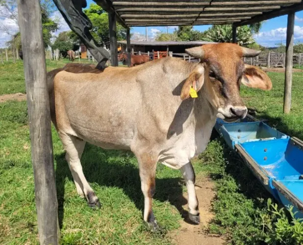 Vaca para Abate/Cria