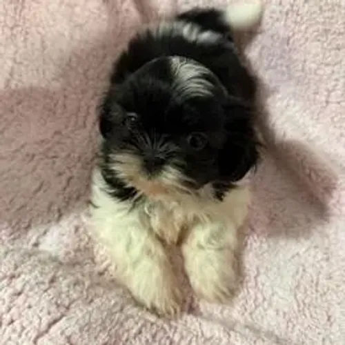 Shih Tzu,Shih Tzu Filhote Disponível Alta Qualidade