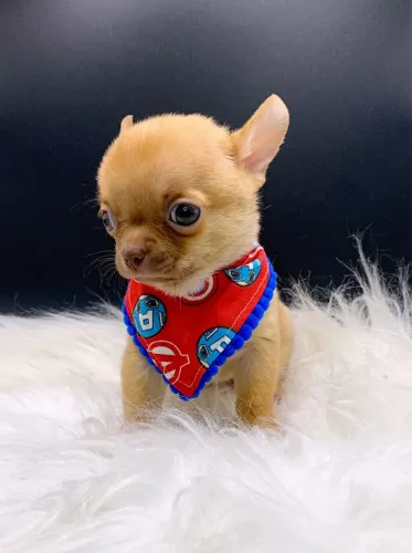 Chihuahua