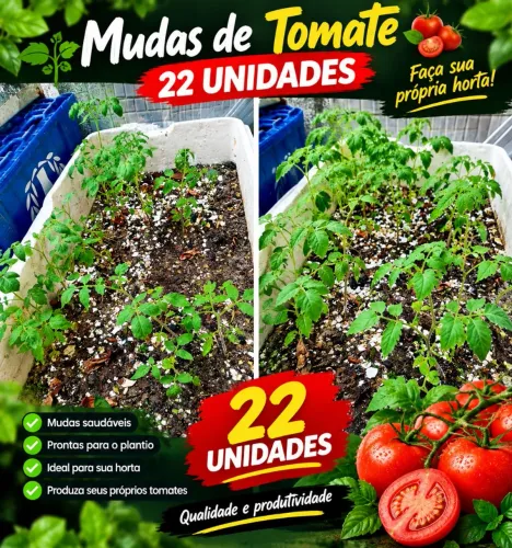 Pé de tomate plantas