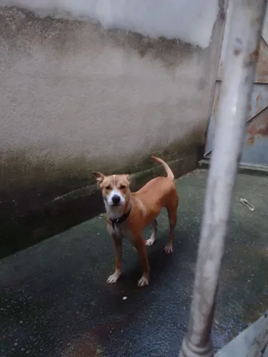 Adoção responsável de uma linda cachorra