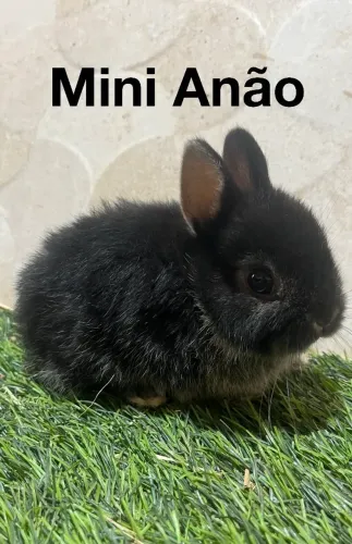 Mini coelhos anão