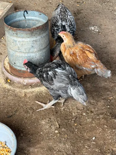 Vendo franguinhos 
