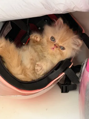 Gato persa