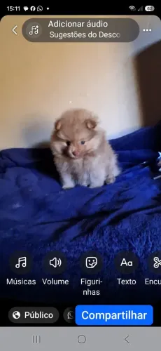 Spitz Alemão (Lulu da pomerania)