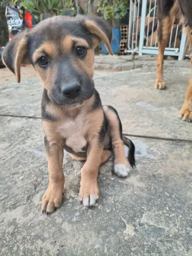 Doação- cachorros 