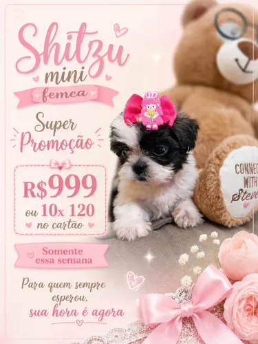 Shitzu femea mini R$999 ou 10x 120 cartao