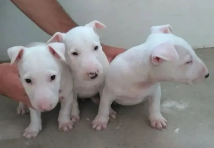 Bull terrier filhotes com 53 dias de vida , a sua espera