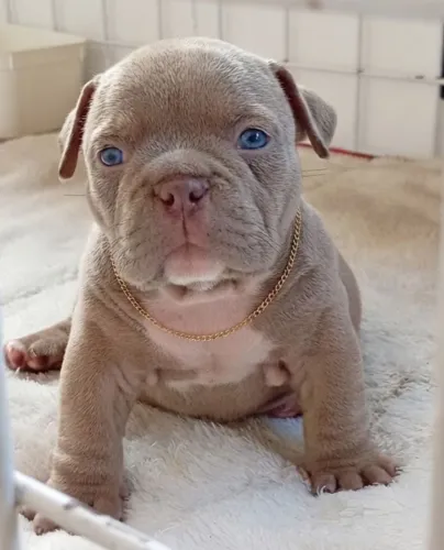 American bully a partir de 1999 / com pedigree canil especializado em American bully