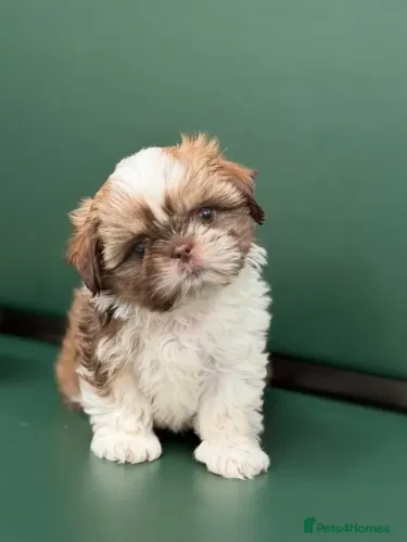 Cãozinho Shih tzu/ shihtzu fofinhos e muito alegres