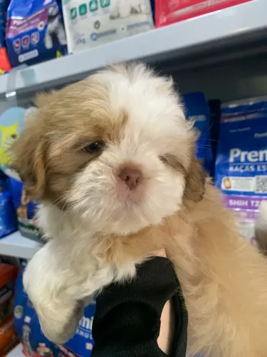 Shih tzu últimos machos 850,00 cada