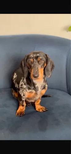 Basset macho pra cruza