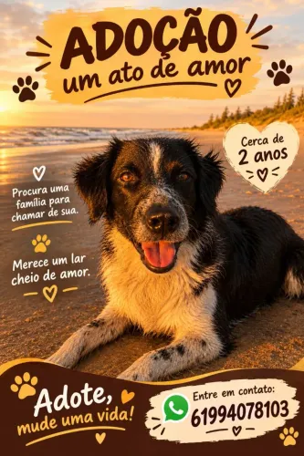 Cachorro para adoção