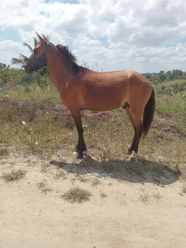 Vende-se e troca-se cavalo andando muito 