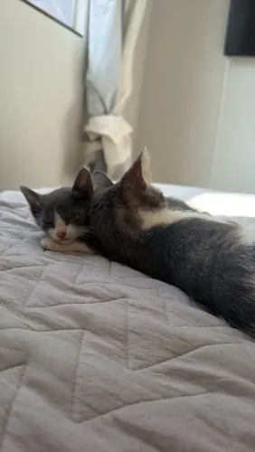 Adote uma gatinha