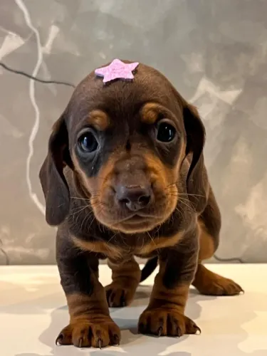 Dachshund