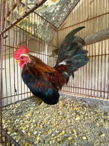 Galinhas serama