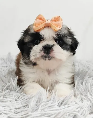 Shih Tzu - Filhotes com energia de sobra