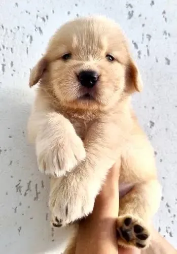 Golden retriever Super promoção