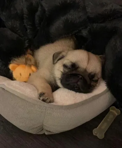 Filhotes de Pug | Companheiro cheio de luz.