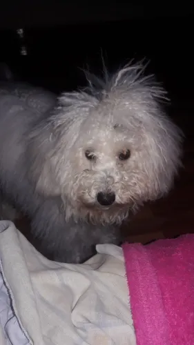 Vende . Se filhotes  de poodle original 