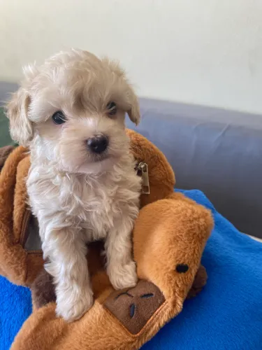 Poodle toy