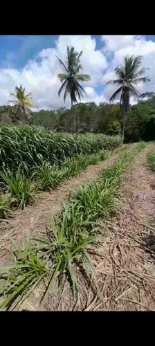 JA TA CHOVENDO PLANTE AGORA O BRS CAPIAÇU DA EMBRAPA 