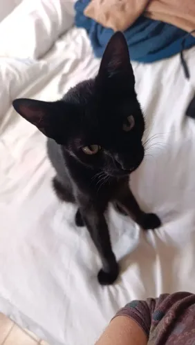 Gatinho para adoção responsável