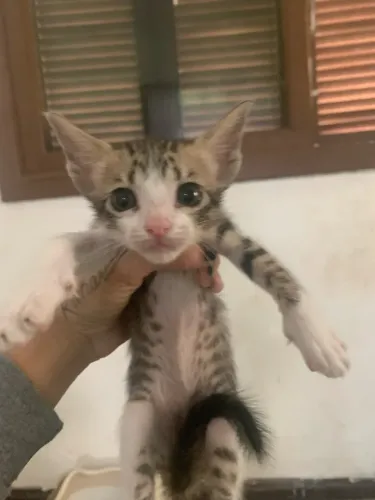 Doação de gatinhos