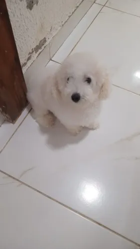 Linda poodle  toy fêmea 