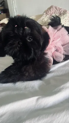 Filhote shihtzu