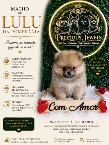 Lulu da Pomerânia machos 