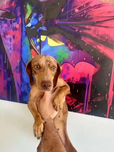 BASSET FÊMEA ADULTA LINHAGEM CHOCOLATE MERLE COM OLHOS VERDES PRÓXIMO A ENTRA NO CIO