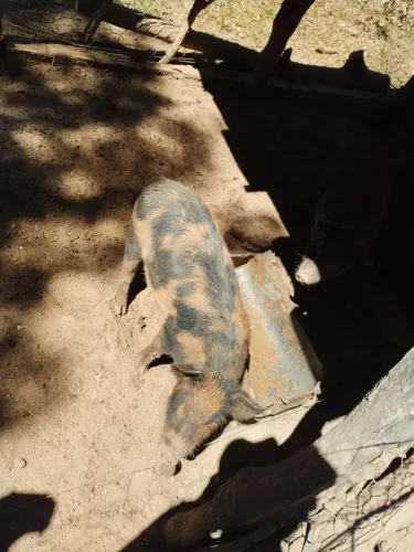 Porco caipira Luziânia