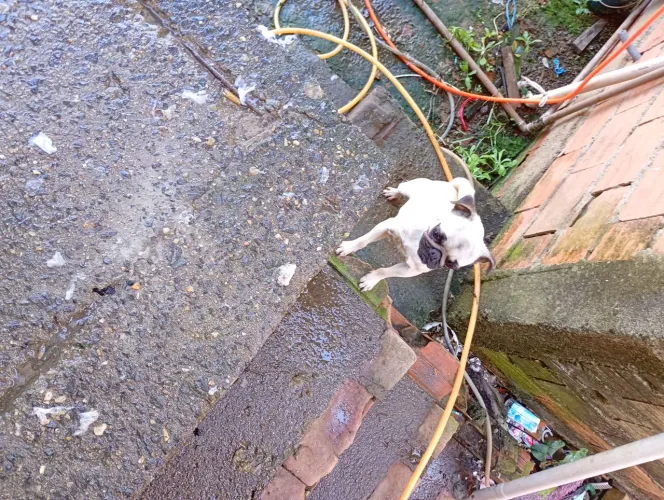 Pug femea