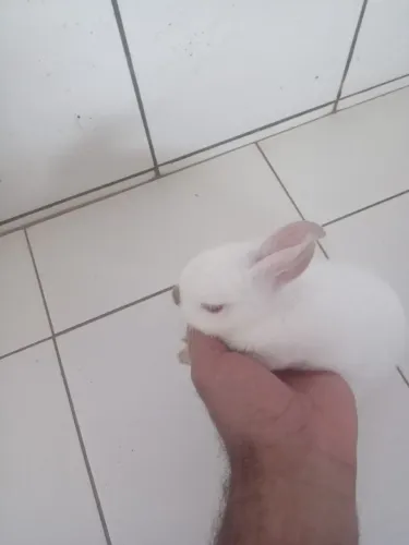 Vendo coelho anões