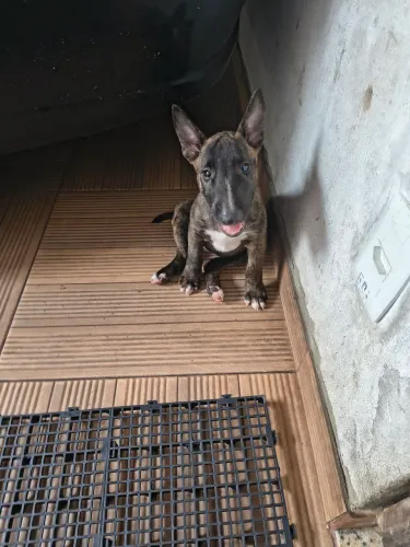 Filhotes de Bull terrier inglês 