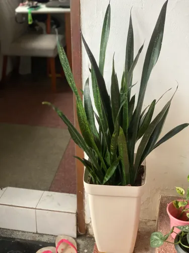 Espada-de-são-jorge Black