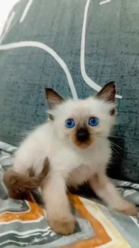 Gatos para doação