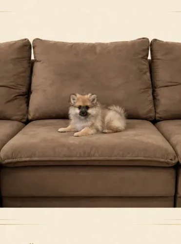 Spitz alemão lulu da pomerania macho