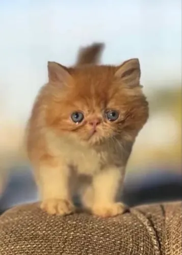 Filhotes gato persa