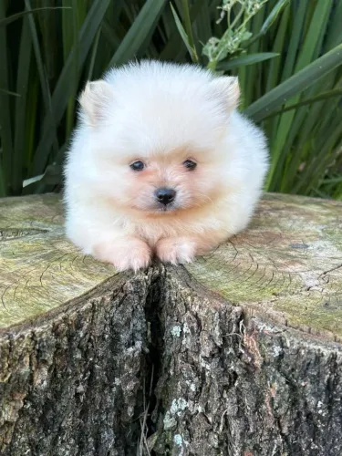 Spitz Alemão anao macho
