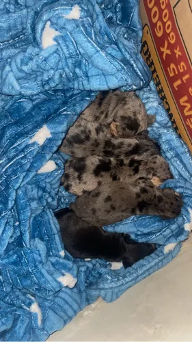 Vendo filhote salsicha mofado