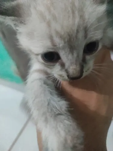 Doando gatinhos lindos! Com um mês de vida