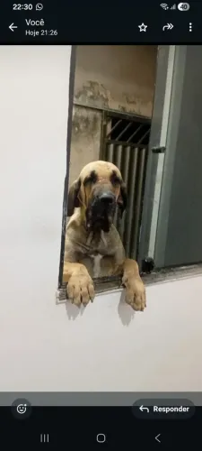 Vendas de filhote de fila brasileiro zap *04