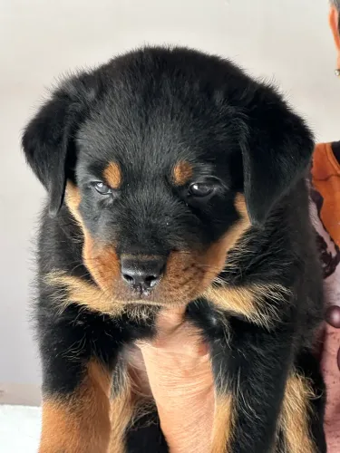 Rottweiler com pedigree