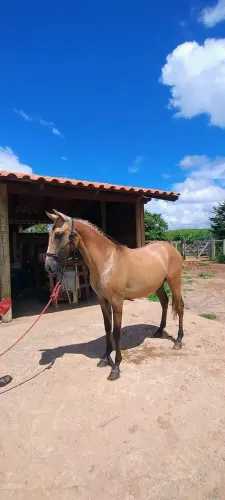 Potro baio MM 