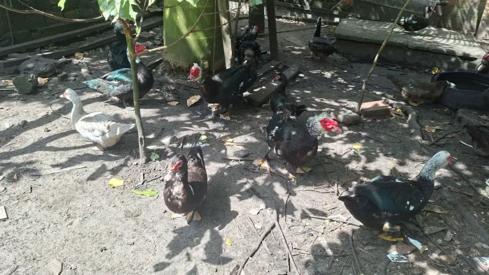 Venda de patos